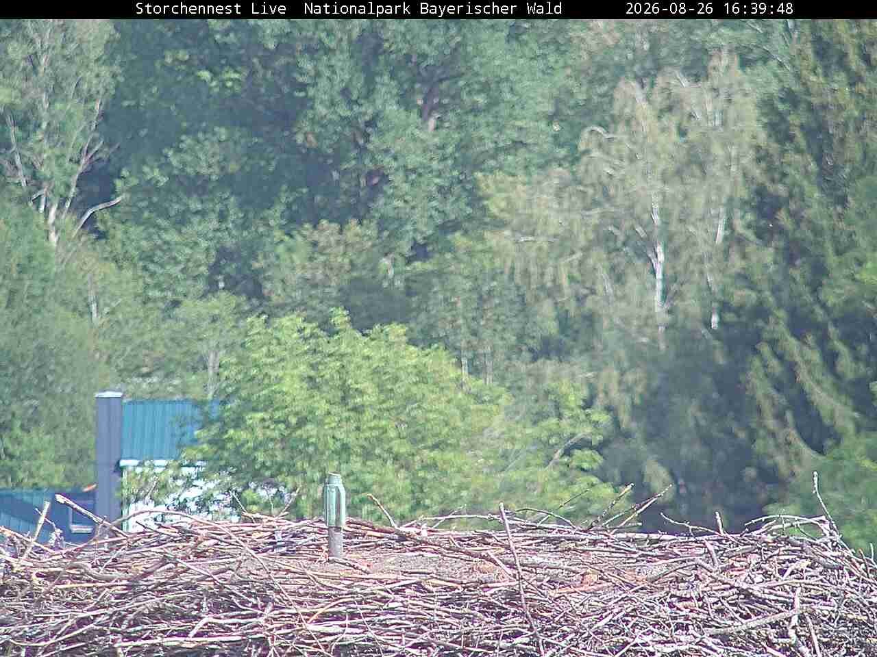 Archiv Foto Webcam Nationalpark Bayerischer Wald - Storchennest - Grafenau