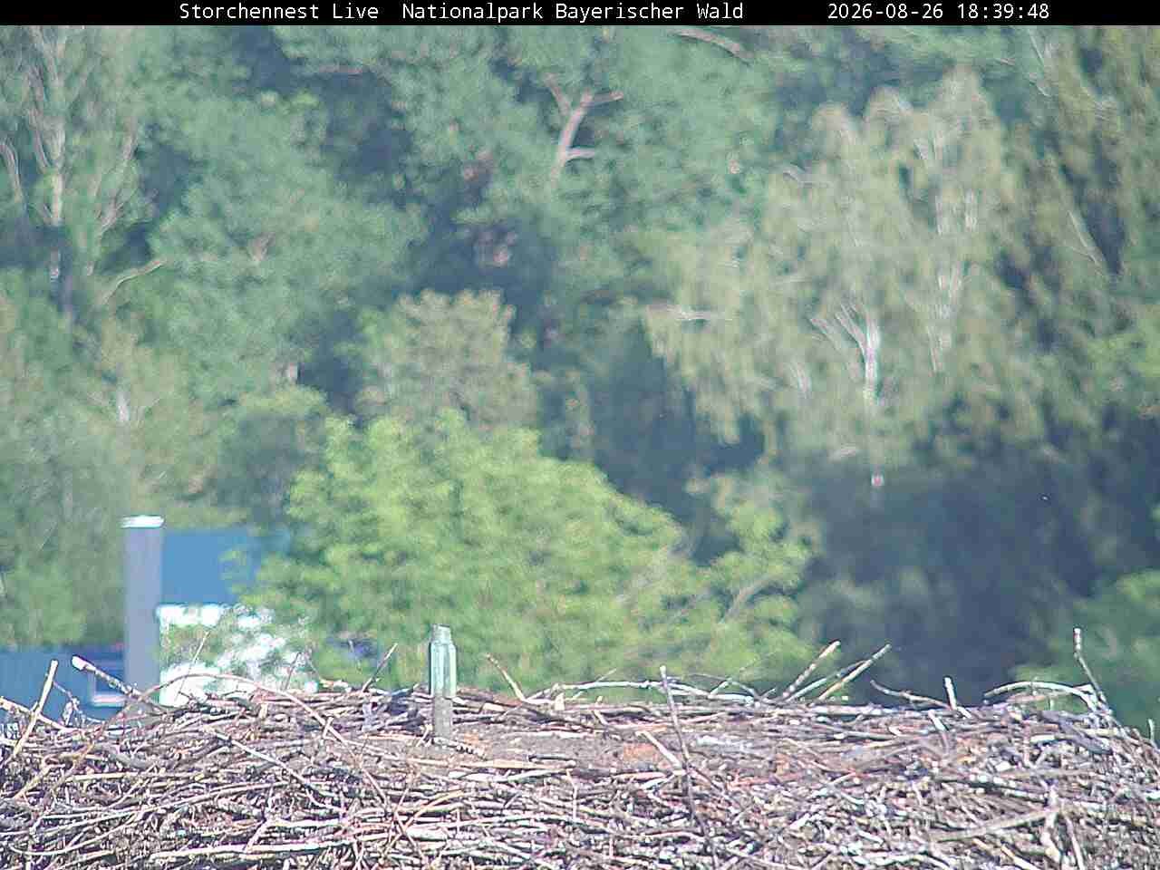 Archiv Foto Webcam Nationalpark Bayerischer Wald - Storchennest - Grafenau