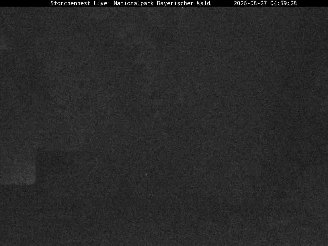 Archived image Webcam Bavarian Forest National Park - Stork Nest