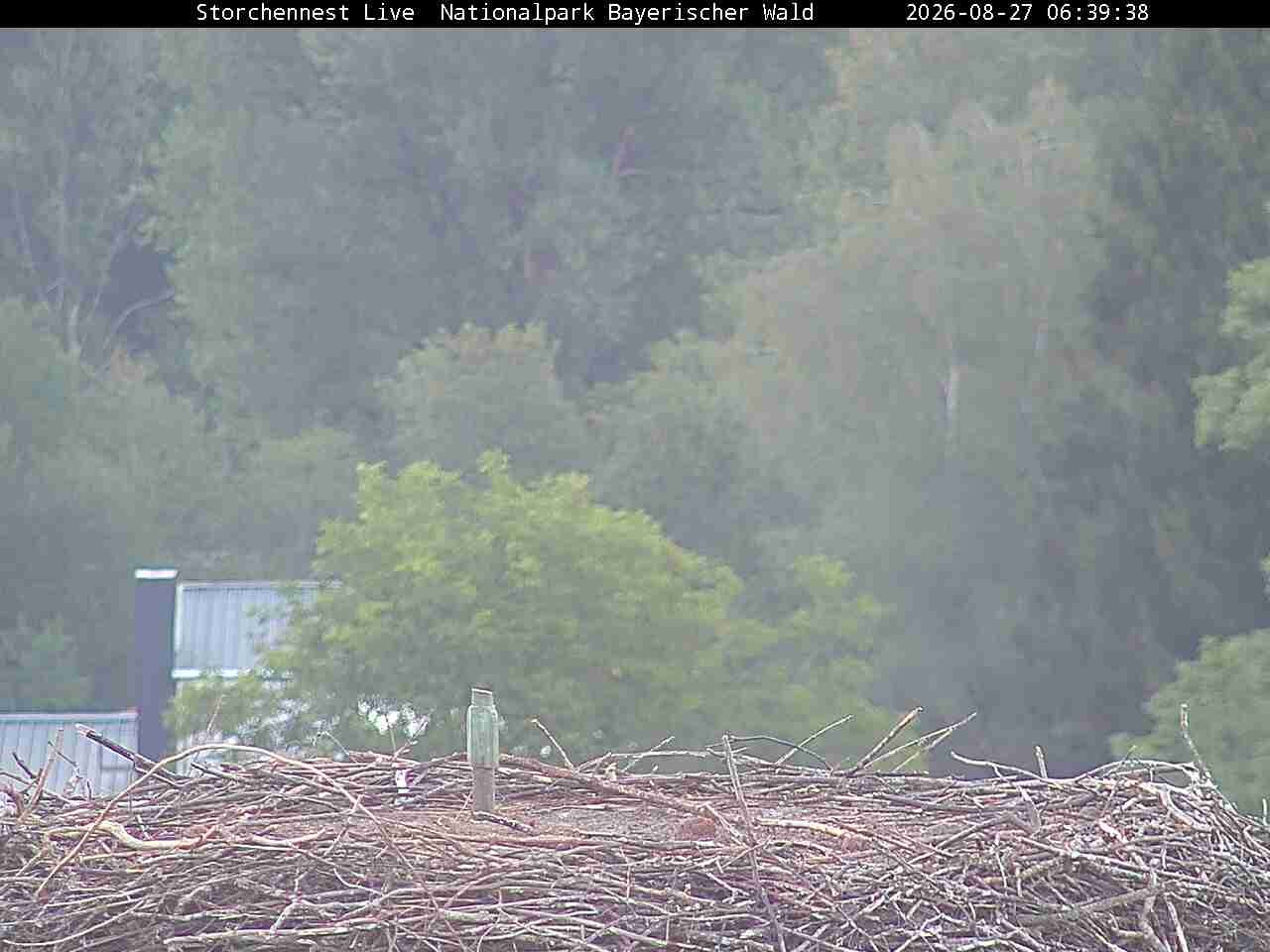 Archived image Webcam Bavarian Forest National Park - Stork Nest
