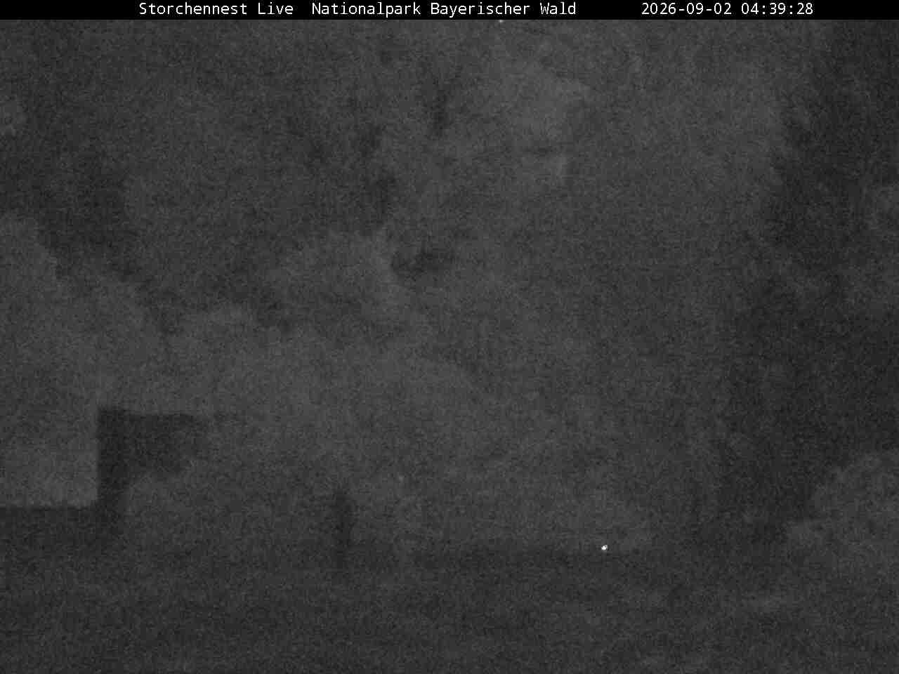 Archiv Foto Webcam Nationalpark Bayerischer Wald - Storchennest - Grafenau