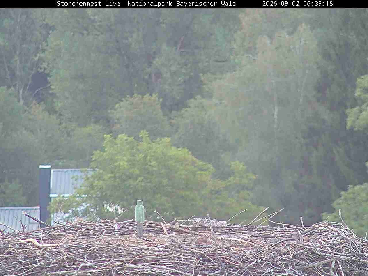 Archiv Foto Webcam Nationalpark Bayerischer Wald - Storchennest - Grafenau