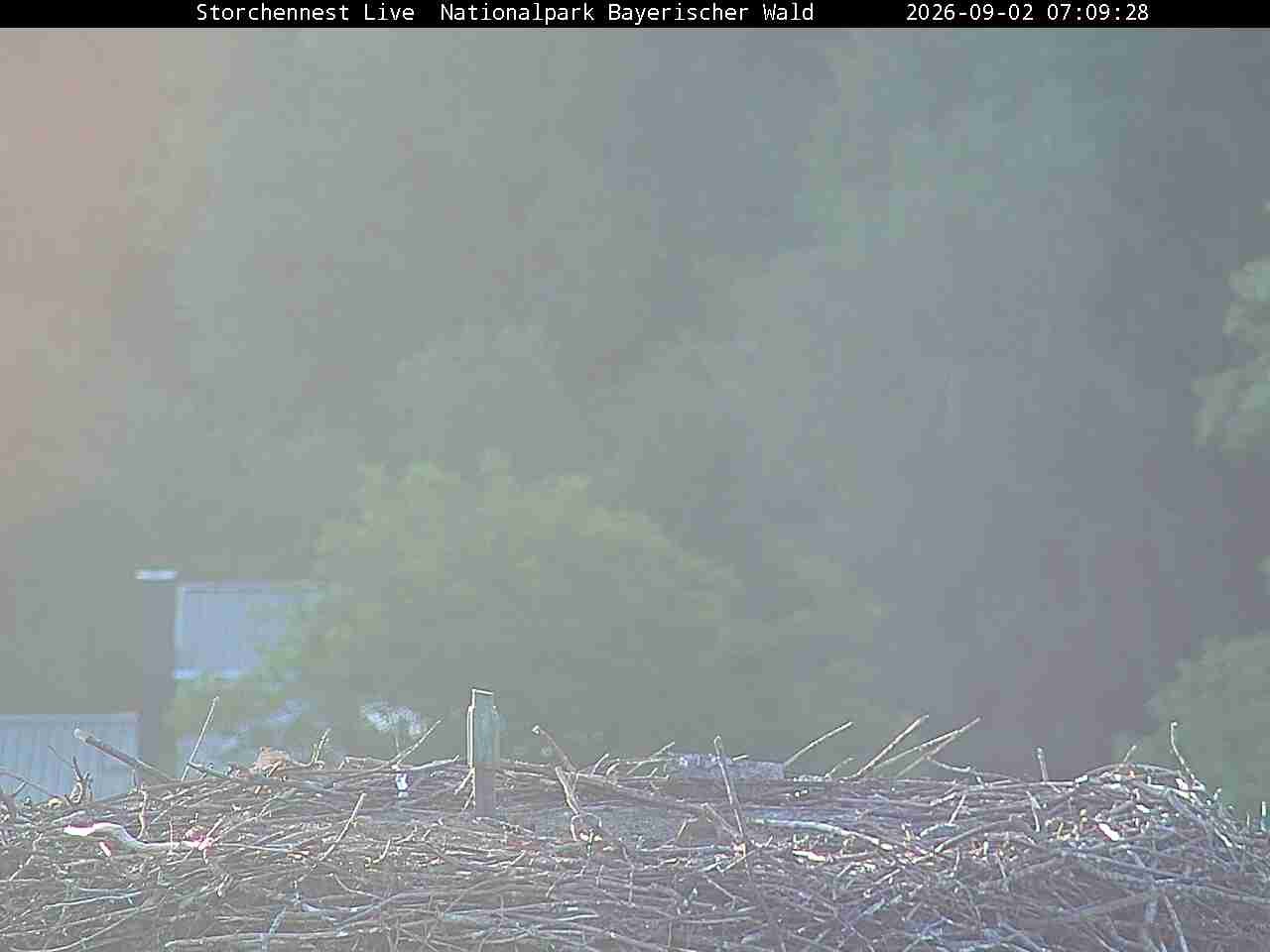 Archiv Foto Webcam Nationalpark Bayerischer Wald - Storchennest - Grafenau