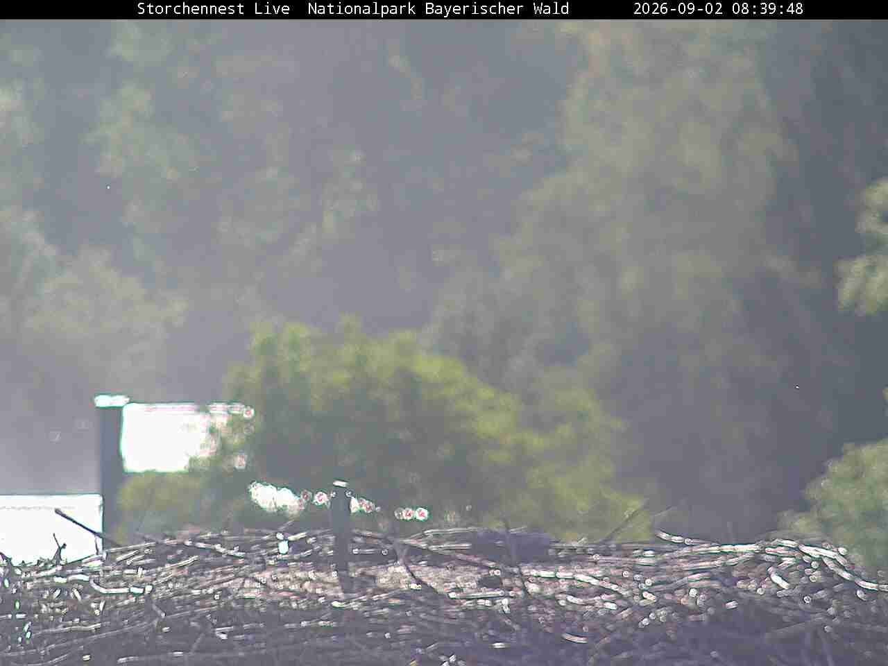 Archiv Foto Webcam Nationalpark Bayerischer Wald - Storchennest - Grafenau