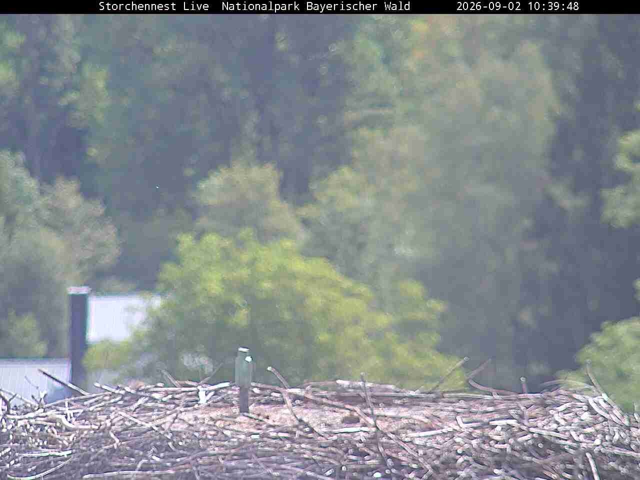 Archiv Foto Webcam Nationalpark Bayerischer Wald - Storchennest - Grafenau