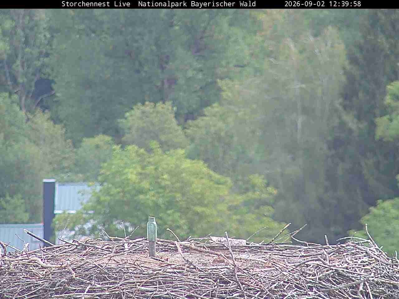 Archiv Foto Webcam Nationalpark Bayerischer Wald - Storchennest - Grafenau
