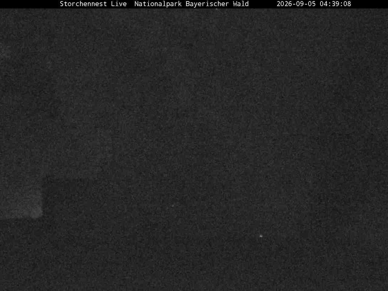 Archiv Foto Webcam Nationalpark Bayerischer Wald - Storchennest - Grafenau