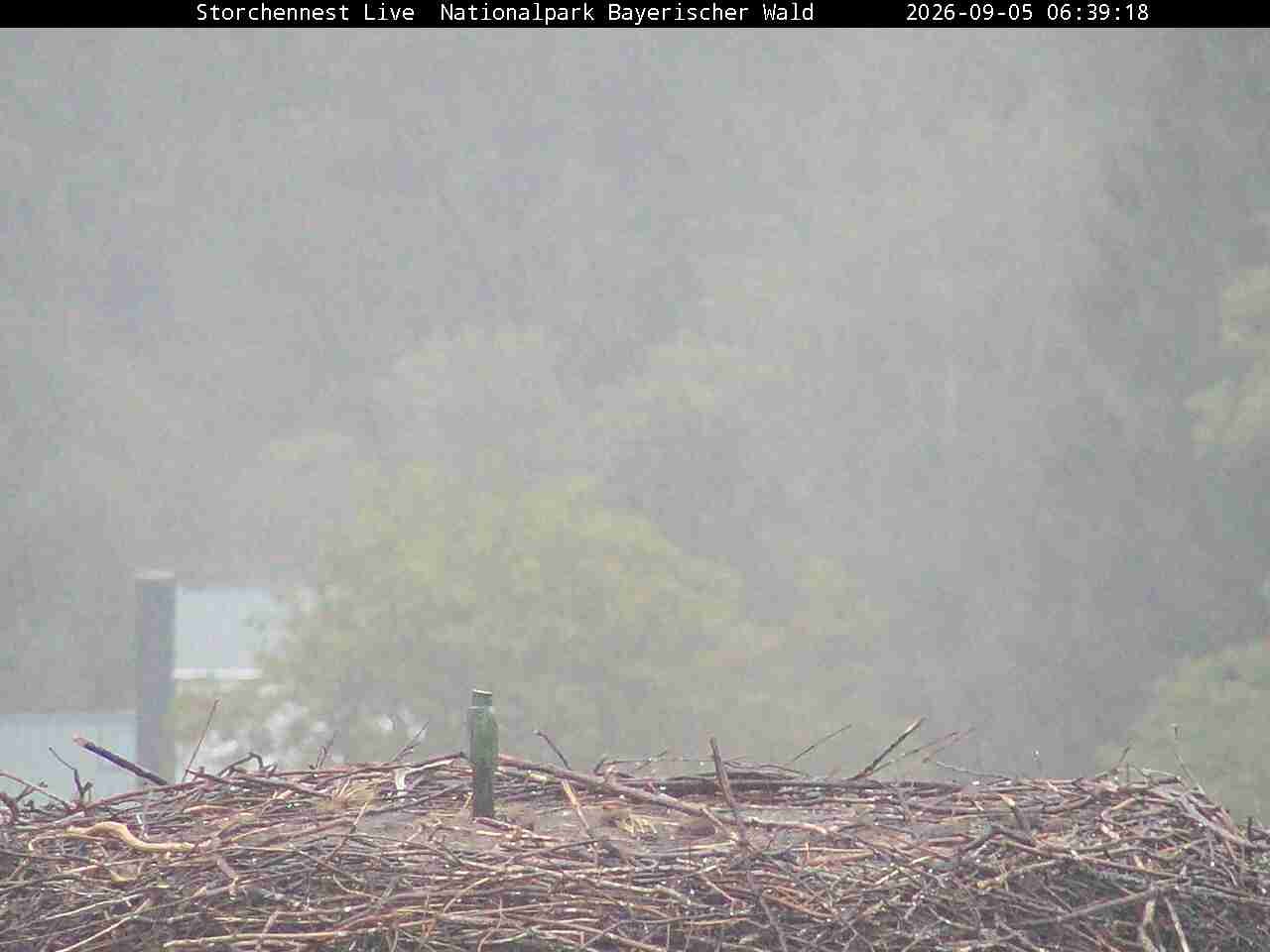 Archiv Foto Webcam Nationalpark Bayerischer Wald - Storchennest - Grafenau