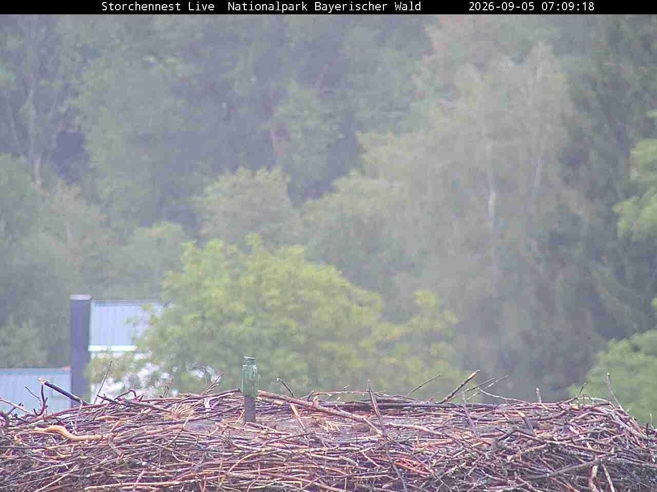 Archiv Foto Webcam Nationalpark Bayerischer Wald - Storchennest - Grafenau