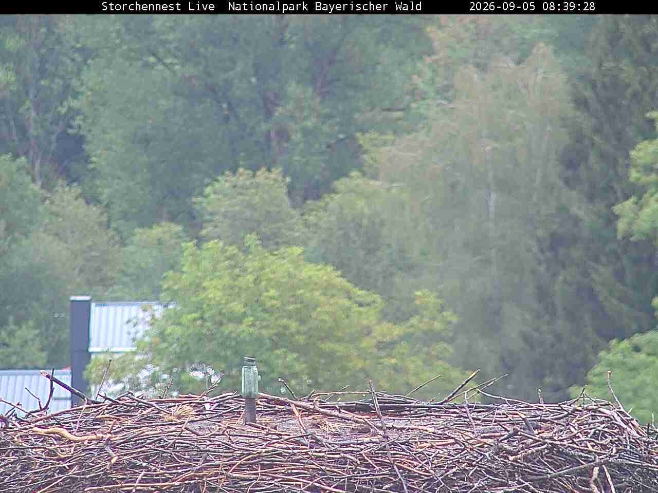Archiv Foto Webcam Nationalpark Bayerischer Wald - Storchennest - Grafenau