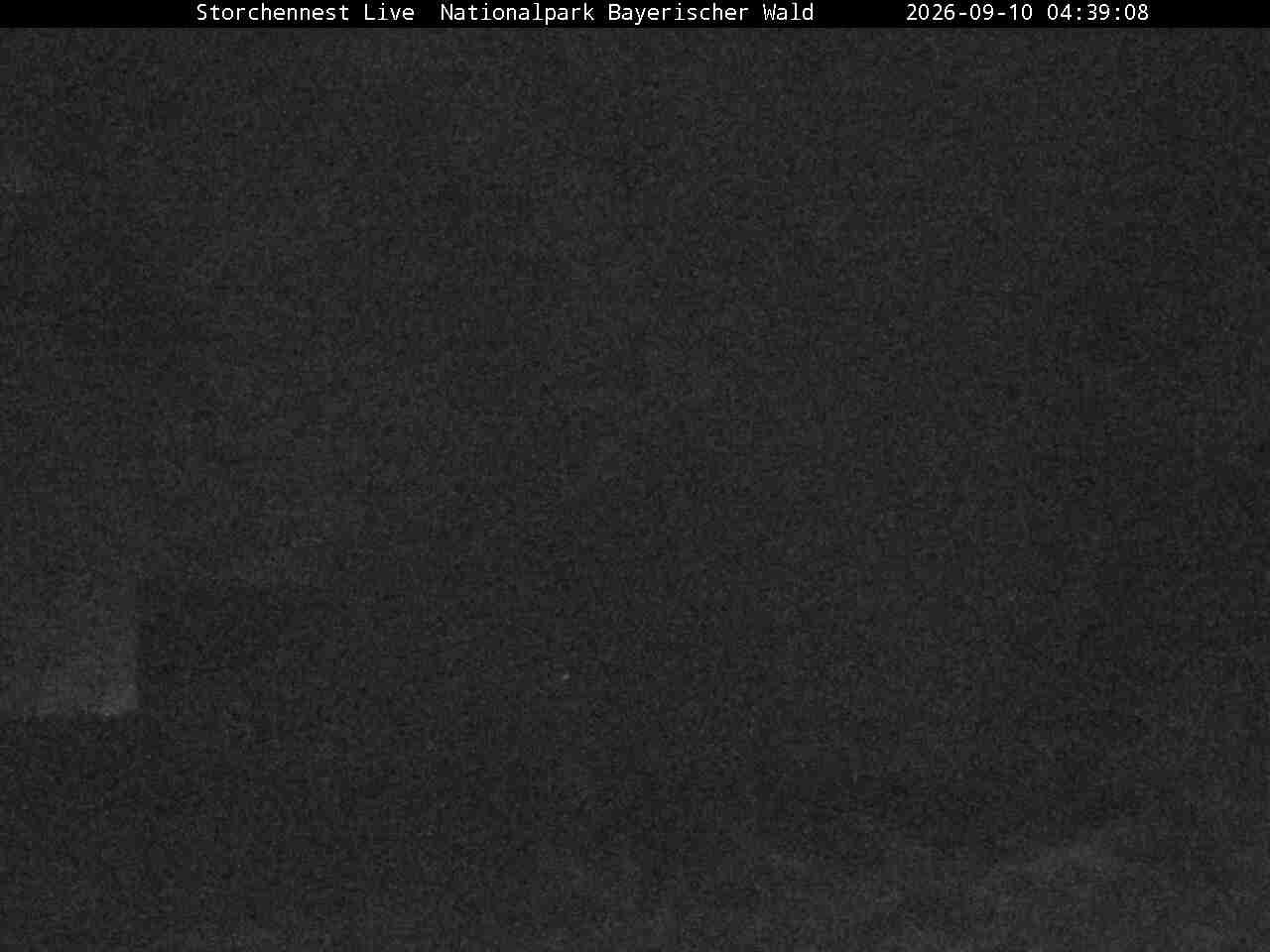 Archived image Webcam Bavarian Forest National Park - Stork Nest