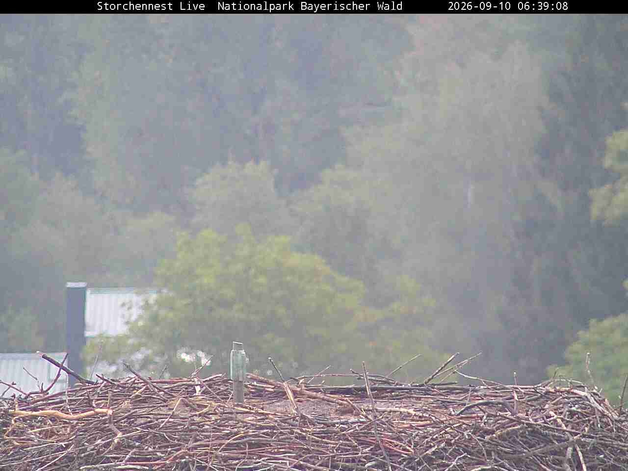 Archived image Webcam Bavarian Forest National Park - Stork Nest