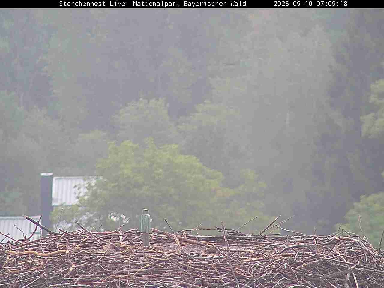 Archived image Webcam Bavarian Forest National Park - Stork Nest