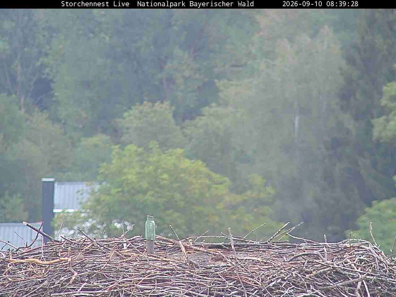 Archived image Webcam Bavarian Forest National Park - Stork Nest