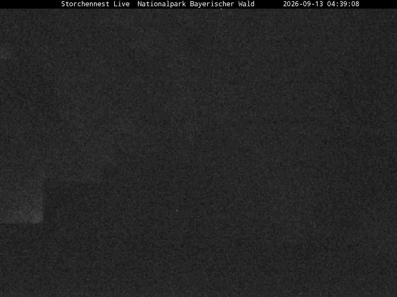 Archiv Foto Webcam Nationalpark Bayerischer Wald - Storchennest - Grafenau