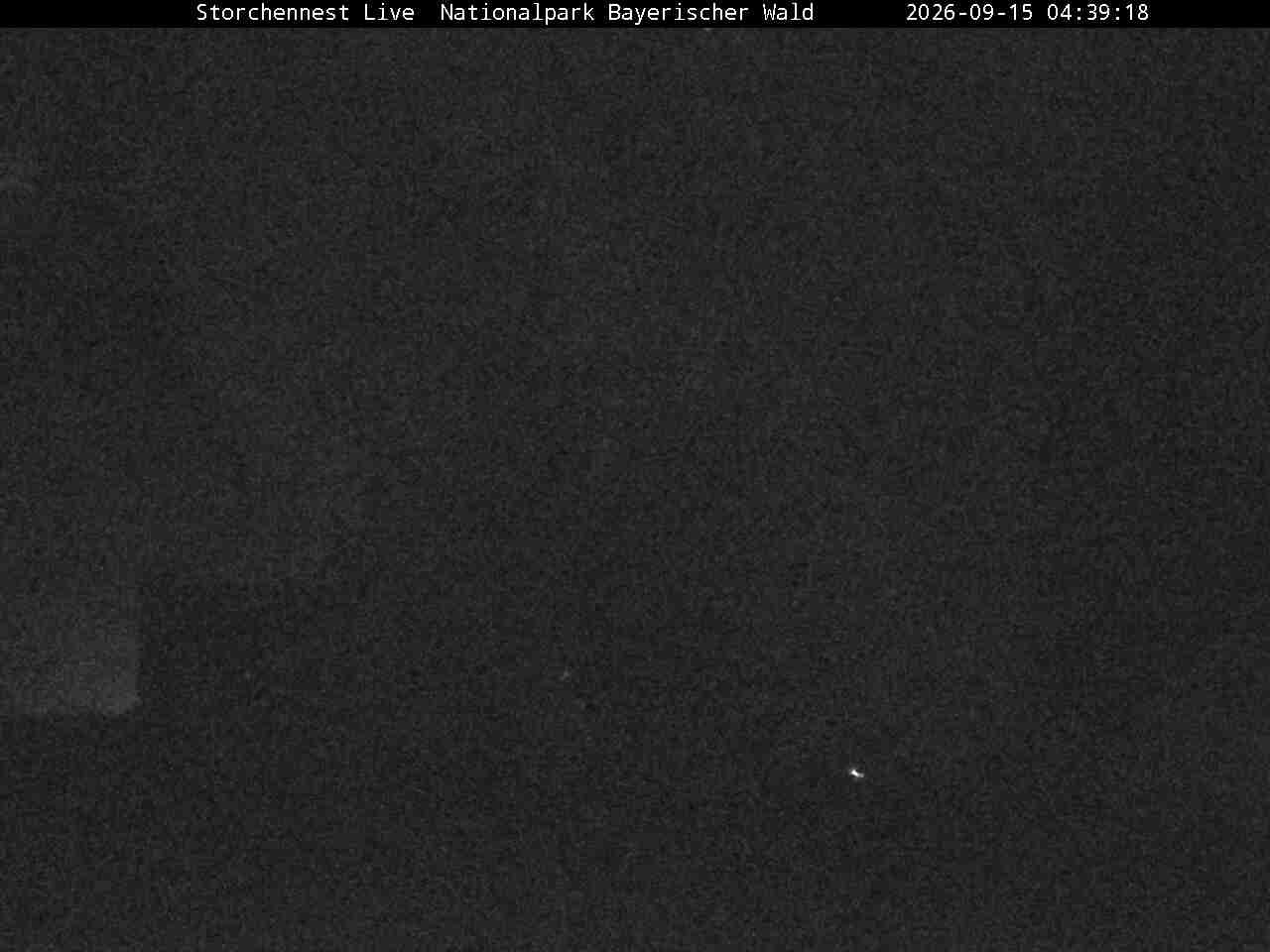 Archiv Foto Webcam Nationalpark Bayerischer Wald - Storchennest - Grafenau