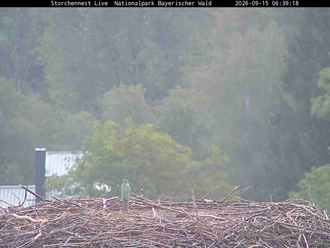 Archiv Foto Webcam Nationalpark Bayerischer Wald - Storchennest - Grafenau