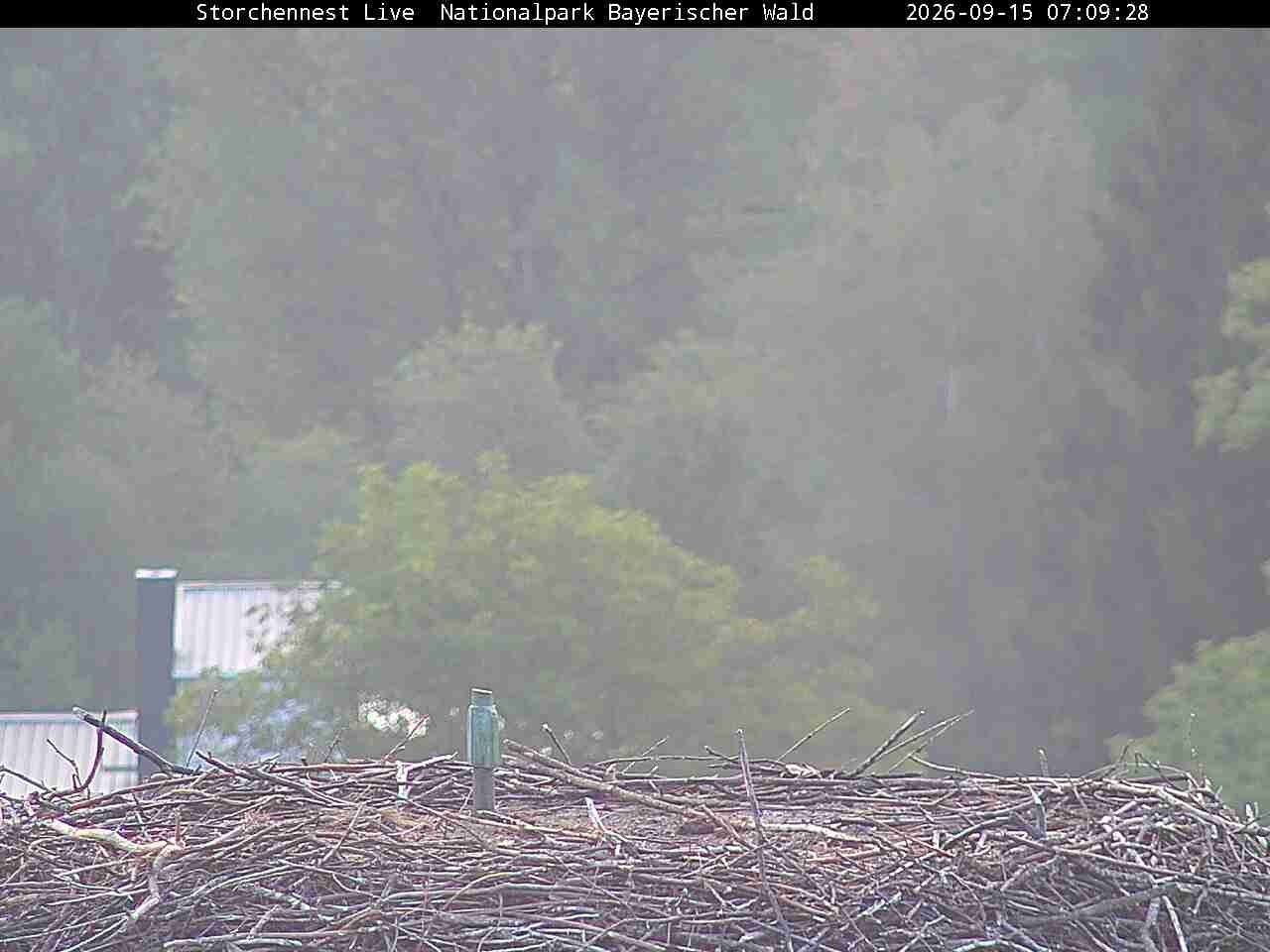 Archiv Foto Webcam Nationalpark Bayerischer Wald - Storchennest - Grafenau