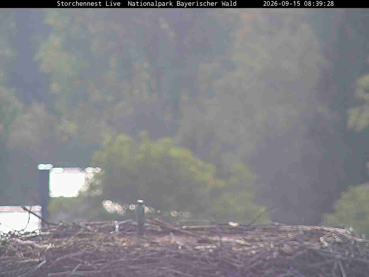 Archiv Foto Webcam Nationalpark Bayerischer Wald - Storchennest - Grafenau