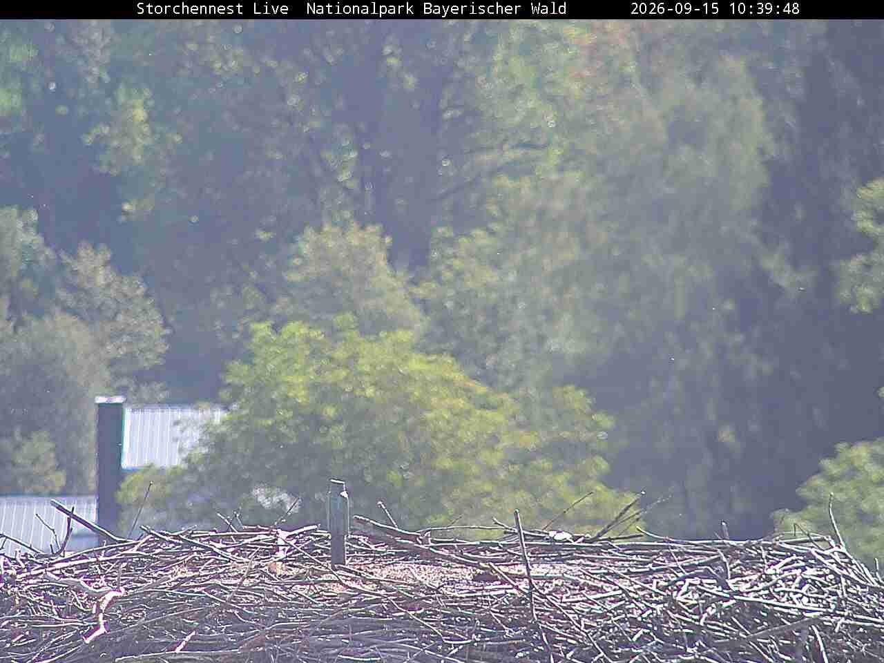 Archiv Foto Webcam Nationalpark Bayerischer Wald - Storchennest - Grafenau