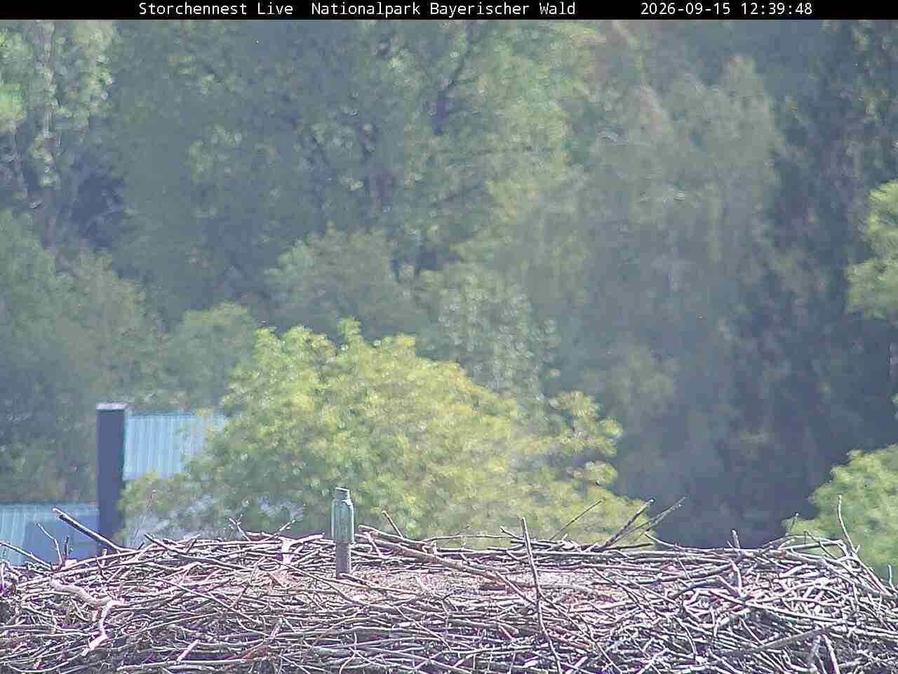 Archiv Foto Webcam Nationalpark Bayerischer Wald - Storchennest - Grafenau