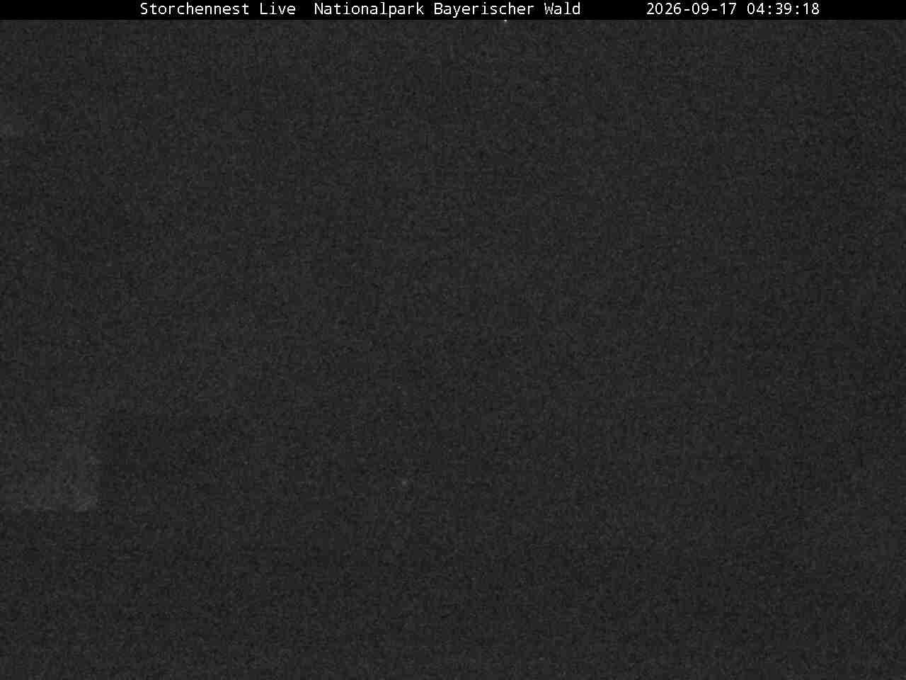 Archiv Foto Webcam Nationalpark Bayerischer Wald - Storchennest - Grafenau