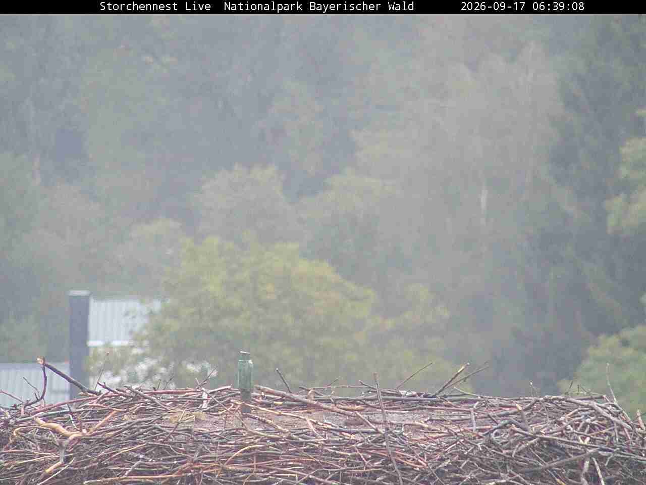 Archiv Foto Webcam Nationalpark Bayerischer Wald - Storchennest - Grafenau