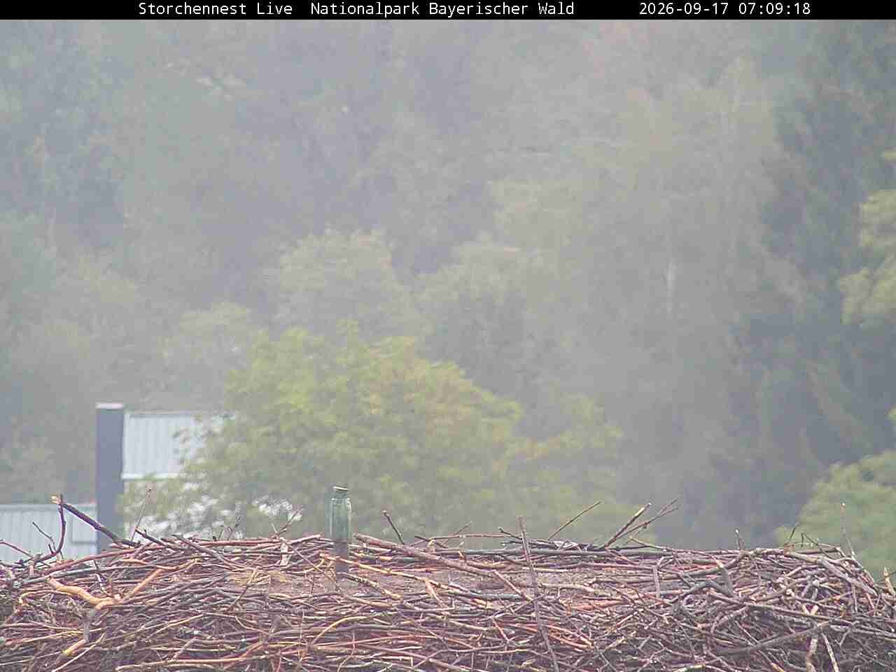 Archiv Foto Webcam Nationalpark Bayerischer Wald - Storchennest - Grafenau