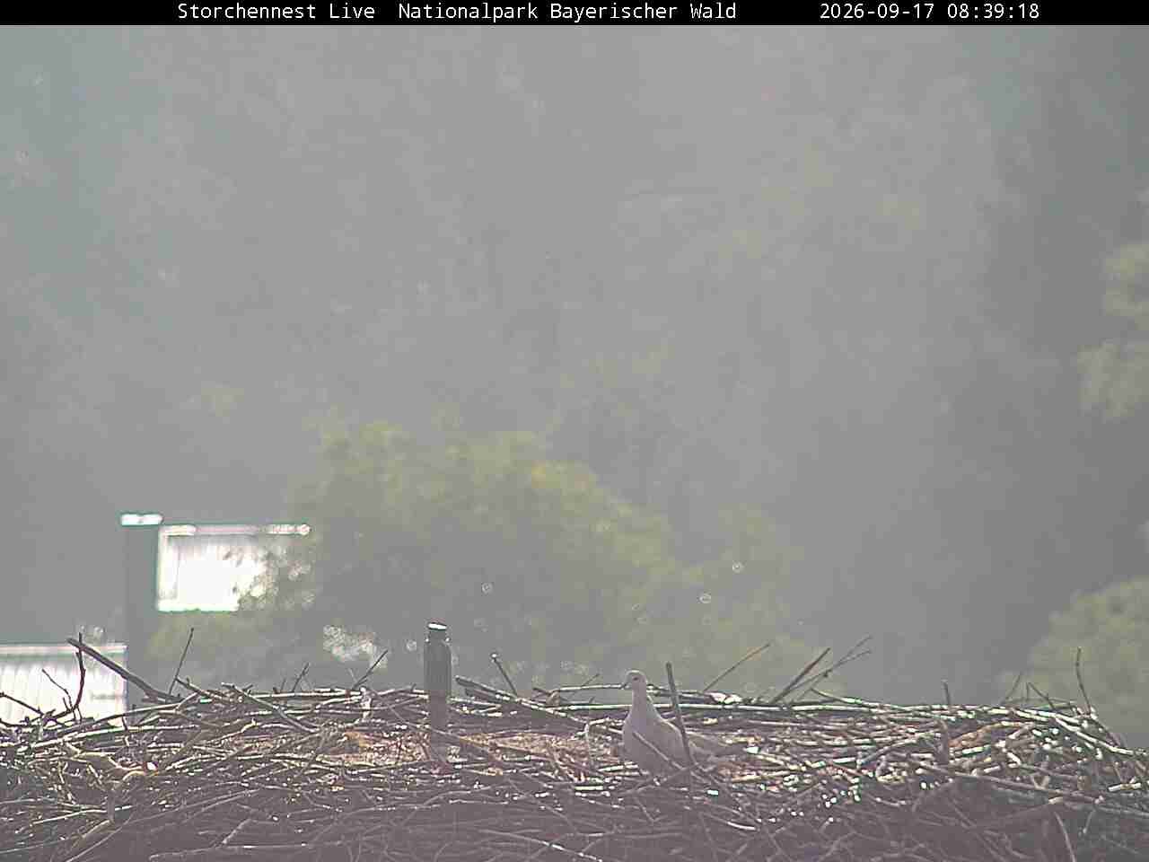 Archiv Foto Webcam Nationalpark Bayerischer Wald - Storchennest - Grafenau