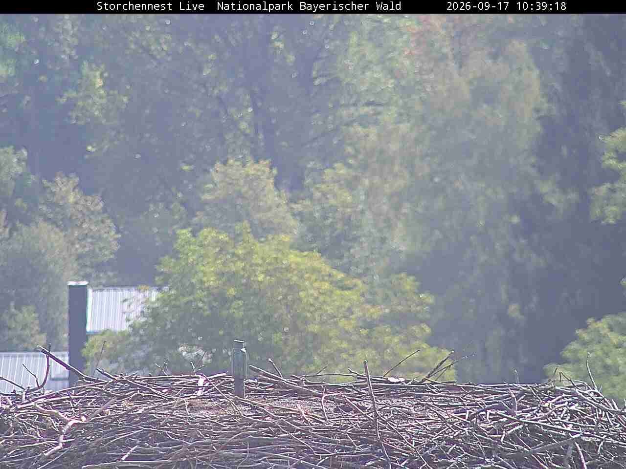Archiv Foto Webcam Nationalpark Bayerischer Wald - Storchennest - Grafenau