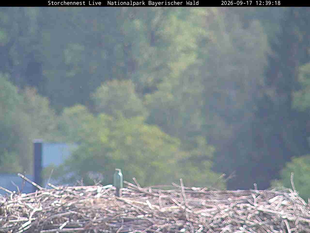 Archiv Foto Webcam Nationalpark Bayerischer Wald - Storchennest - Grafenau