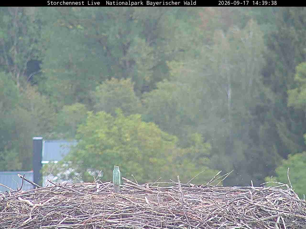 Archiv Foto Webcam Nationalpark Bayerischer Wald - Storchennest - Grafenau