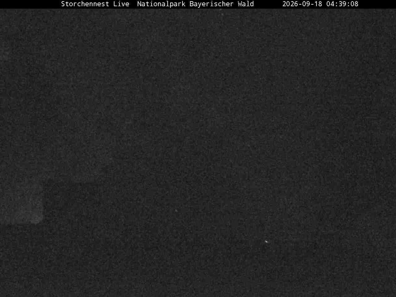 Archiv Foto Webcam Nationalpark Bayerischer Wald - Storchennest - Grafenau