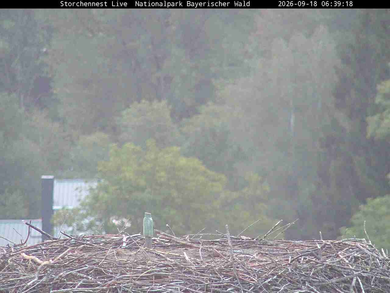 Archiv Foto Webcam Nationalpark Bayerischer Wald - Storchennest - Grafenau