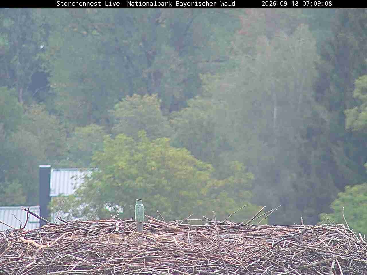 Archiv Foto Webcam Nationalpark Bayerischer Wald - Storchennest - Grafenau