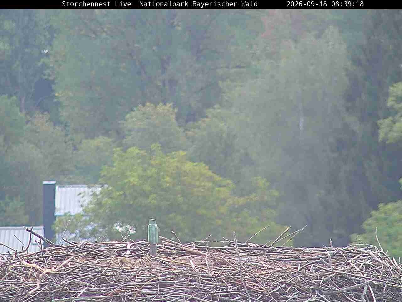 Archiv Foto Webcam Nationalpark Bayerischer Wald - Storchennest - Grafenau