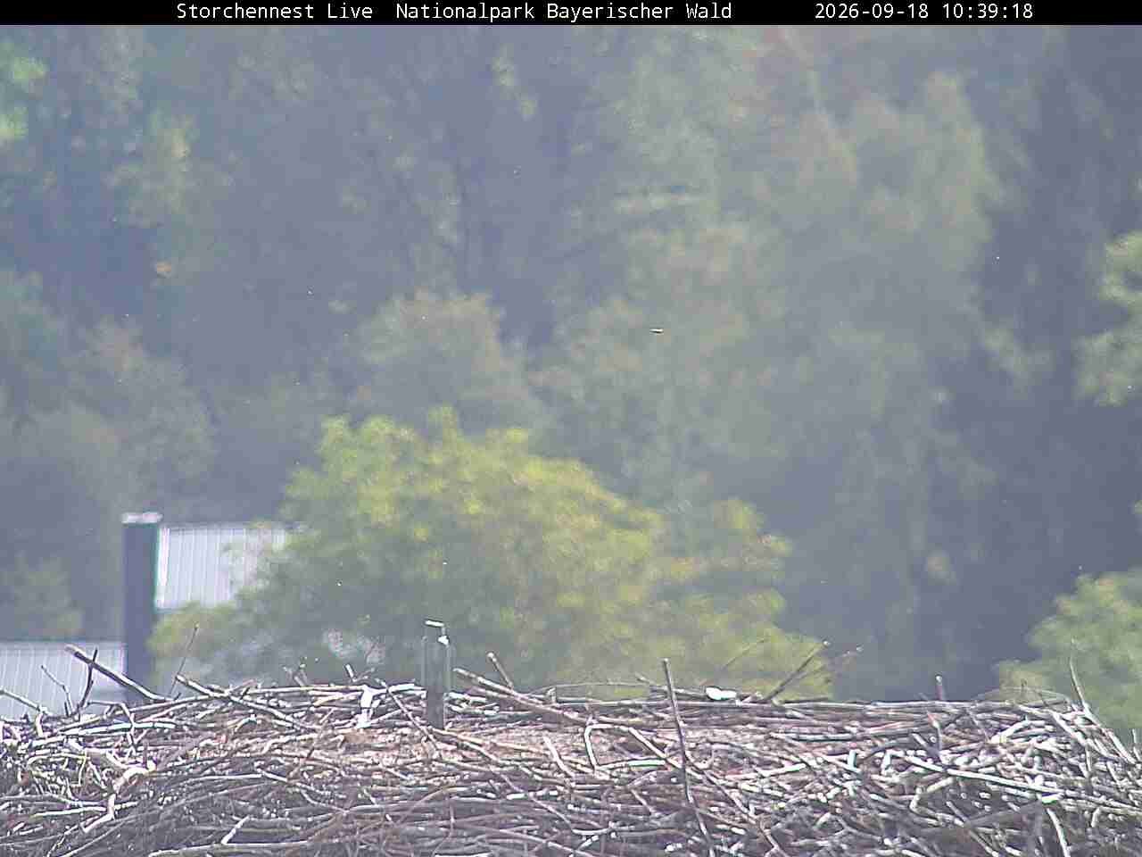 Archiv Foto Webcam Nationalpark Bayerischer Wald - Storchennest - Grafenau