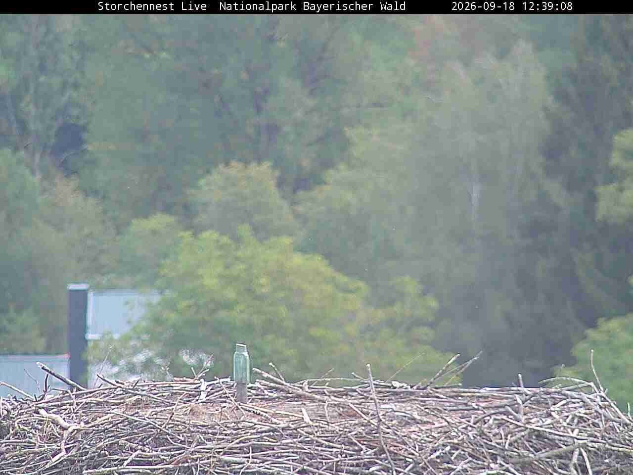 Archiv Foto Webcam Nationalpark Bayerischer Wald - Storchennest - Grafenau