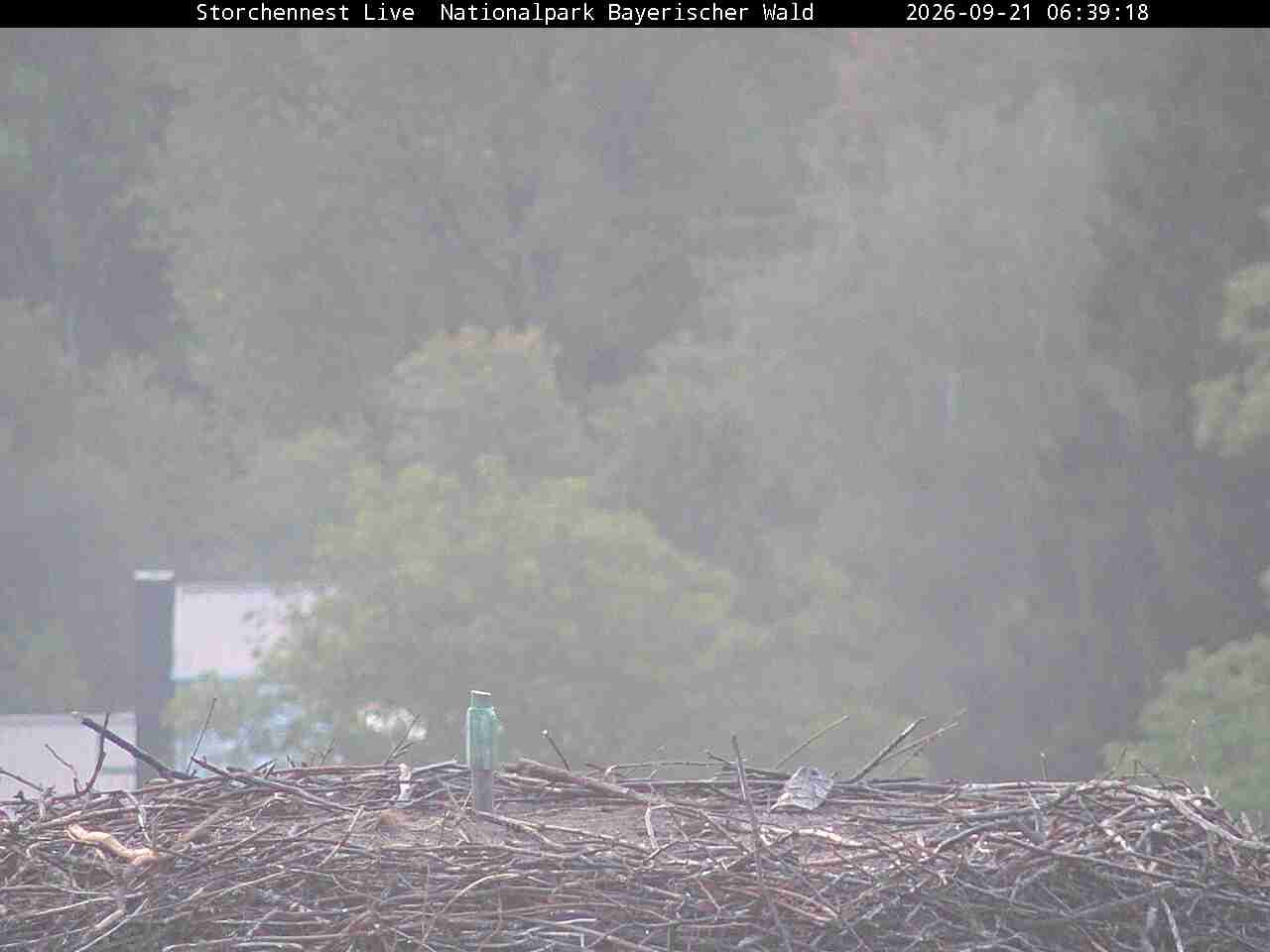 Archiv Foto Webcam Nationalpark Bayerischer Wald - Storchennest - Grafenau
