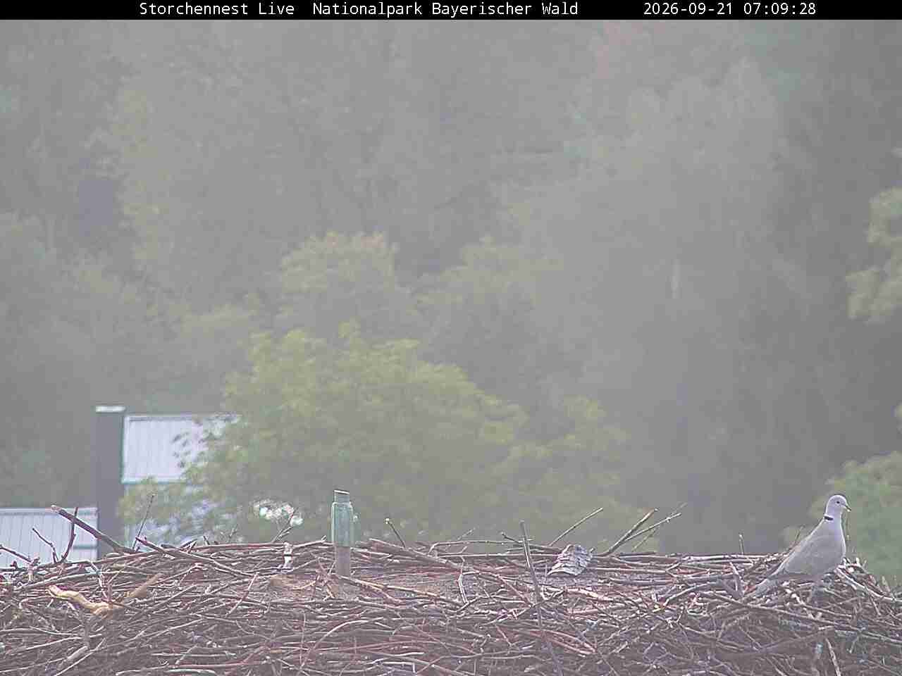 Archiv Foto Webcam Nationalpark Bayerischer Wald - Storchennest - Grafenau