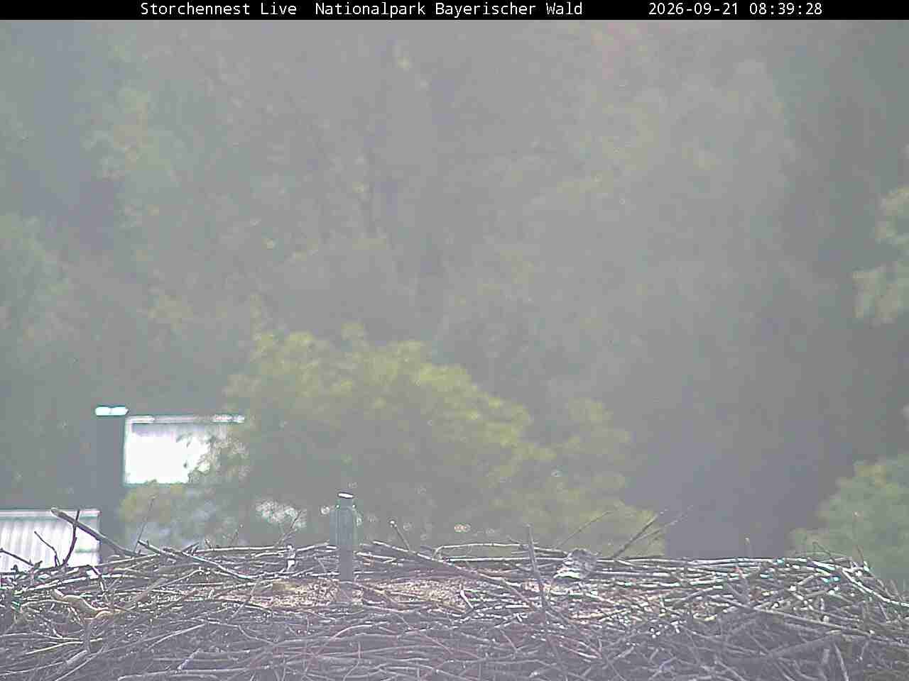 Archiv Foto Webcam Nationalpark Bayerischer Wald - Storchennest - Grafenau