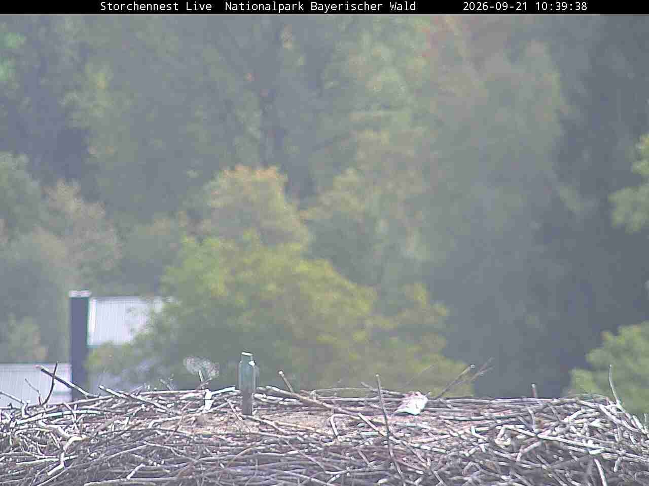 Archiv Foto Webcam Nationalpark Bayerischer Wald - Storchennest - Grafenau