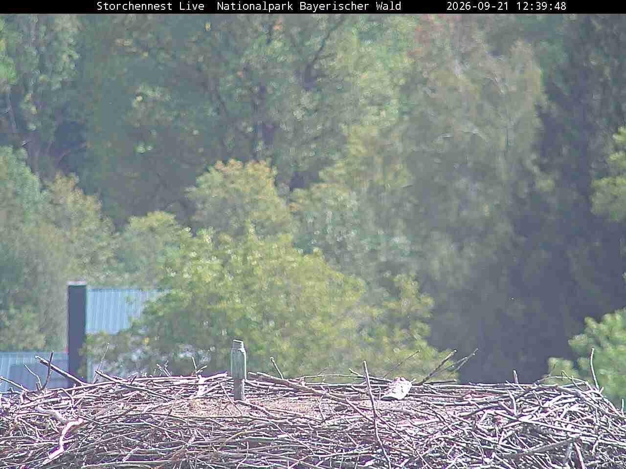 Archiv Foto Webcam Nationalpark Bayerischer Wald - Storchennest - Grafenau
