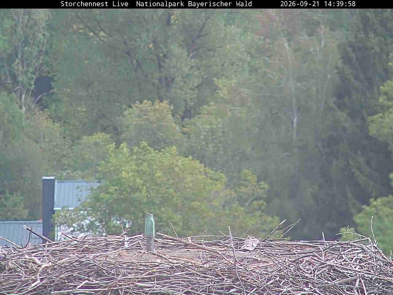 Archiv Foto Webcam Nationalpark Bayerischer Wald - Storchennest - Grafenau