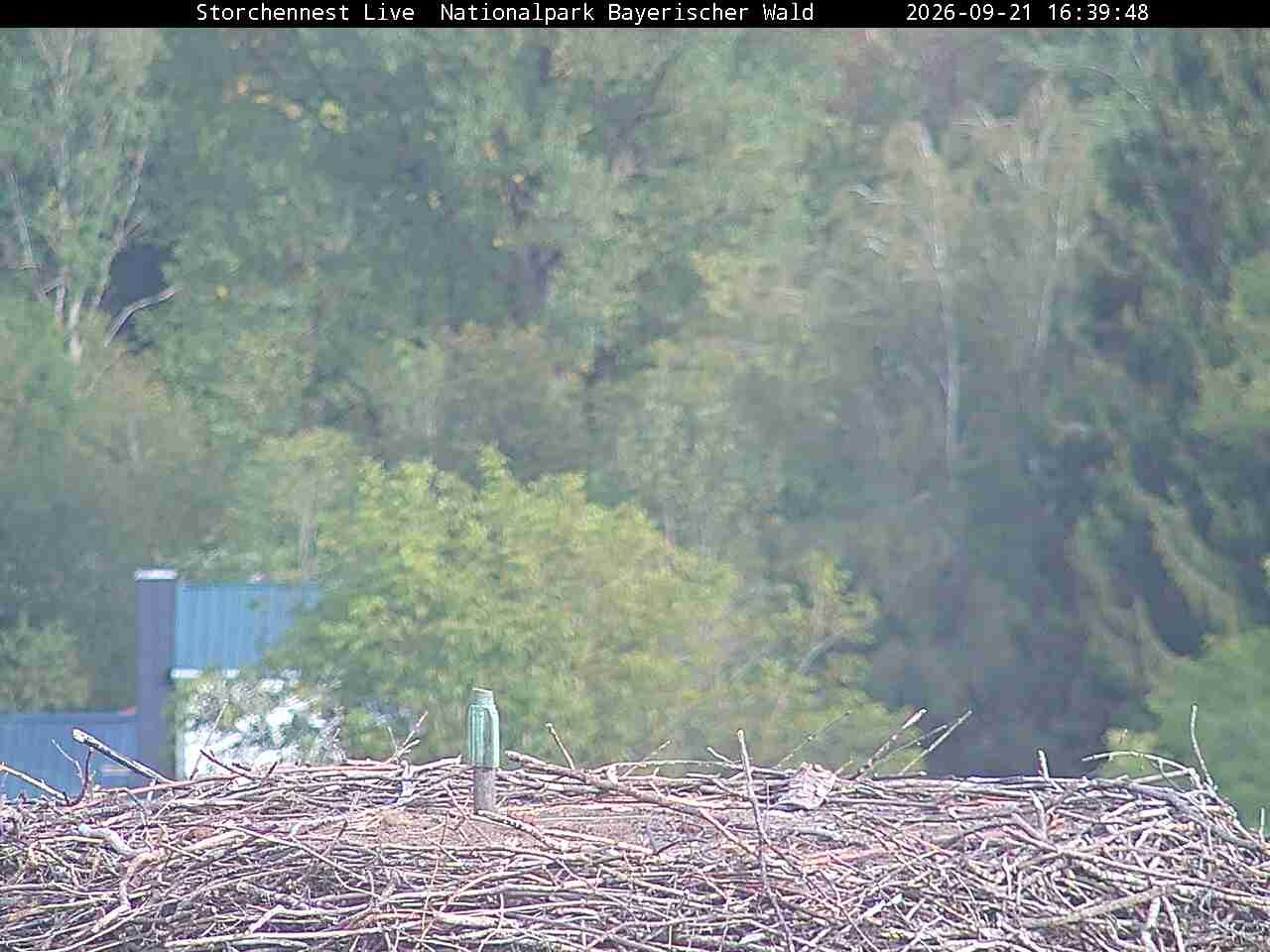 Archived image Webcam Bavarian Forest National Park - Stork Nest