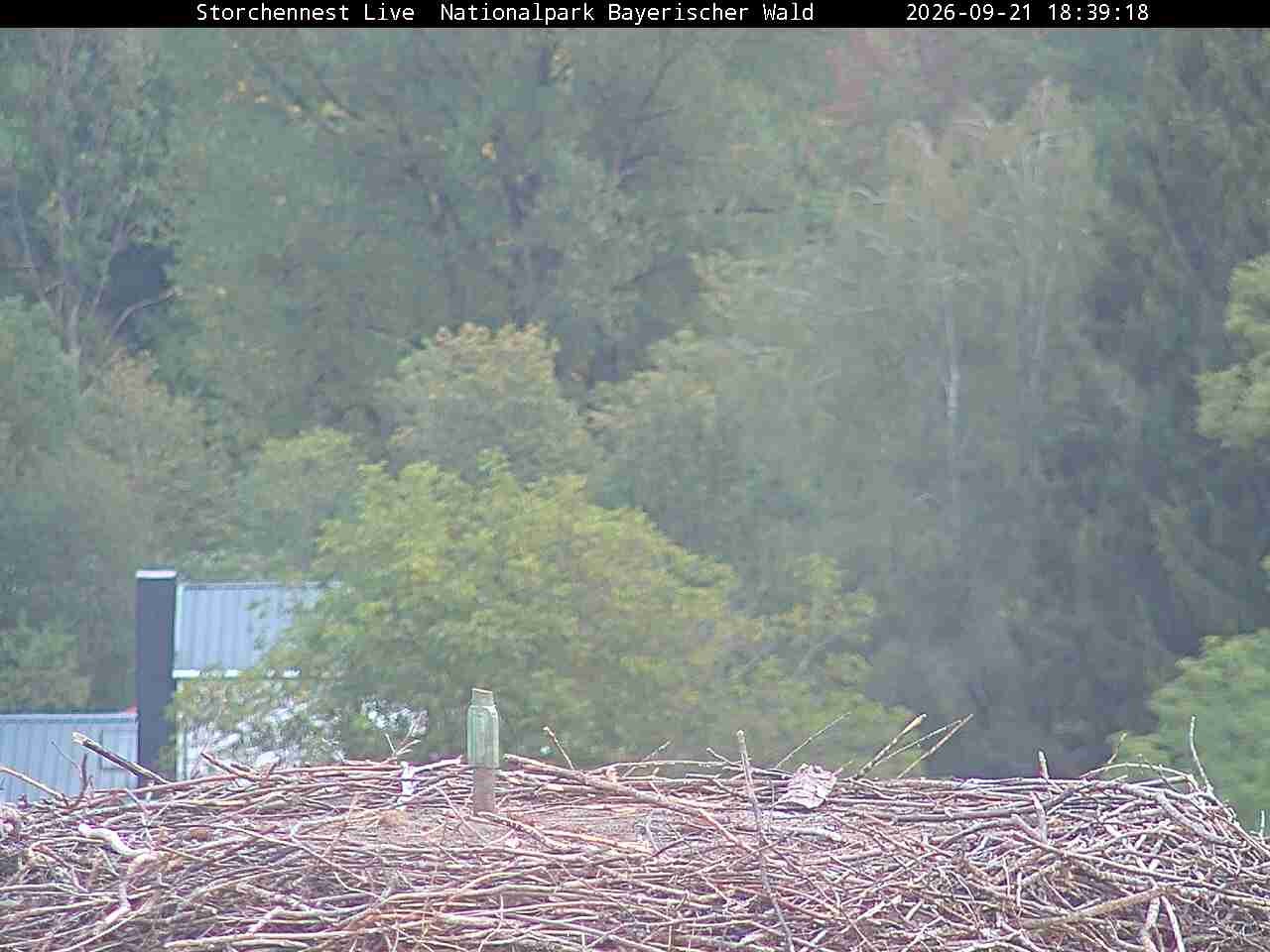Archived image Webcam Bavarian Forest National Park - Stork Nest