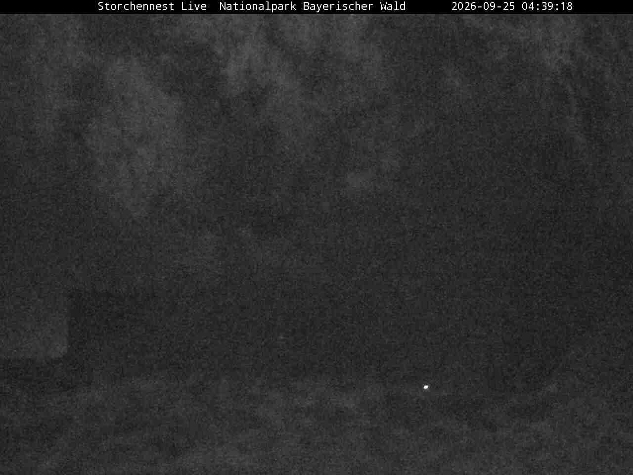 Archiv Foto Webcam Nationalpark Bayerischer Wald - Storchennest - Grafenau