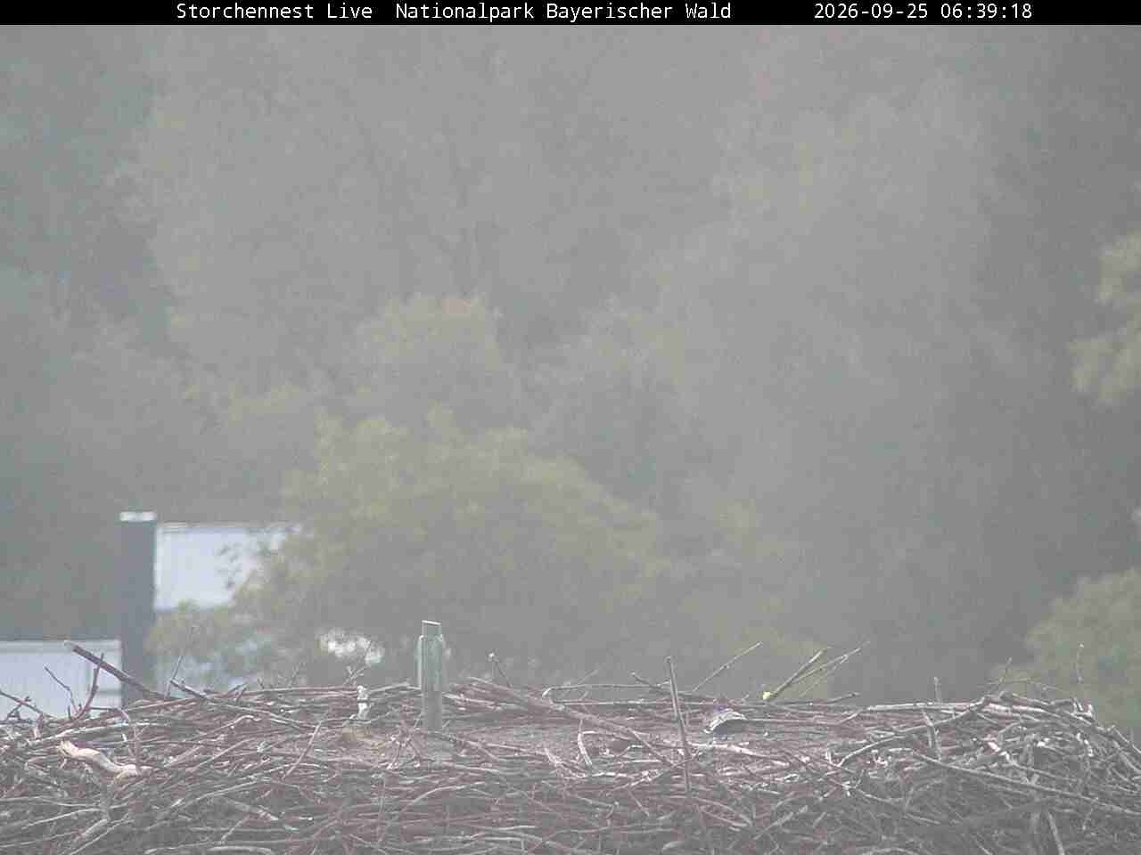 Archiv Foto Webcam Nationalpark Bayerischer Wald - Storchennest - Grafenau