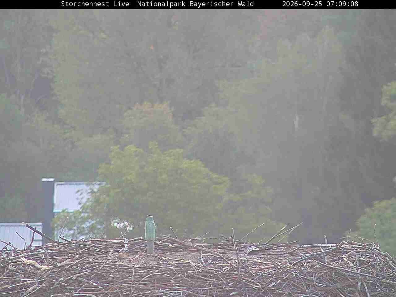 Archiv Foto Webcam Nationalpark Bayerischer Wald - Storchennest - Grafenau