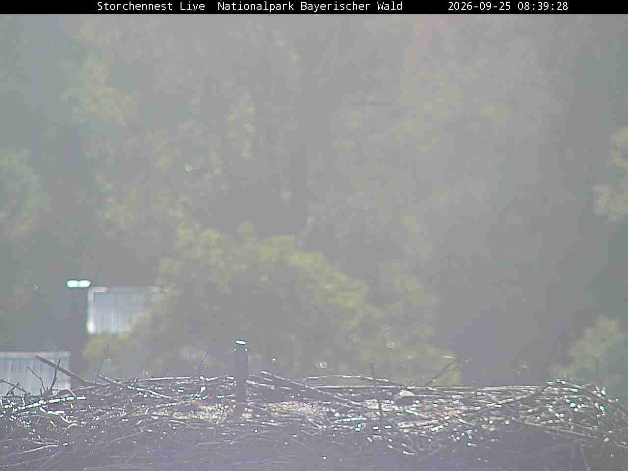 Archiv Foto Webcam Nationalpark Bayerischer Wald - Storchennest - Grafenau
